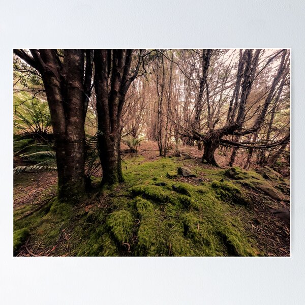 Item preview, Deep In The Tasmanian Forest, Luina Tasmania  designed and sold by taspaul.