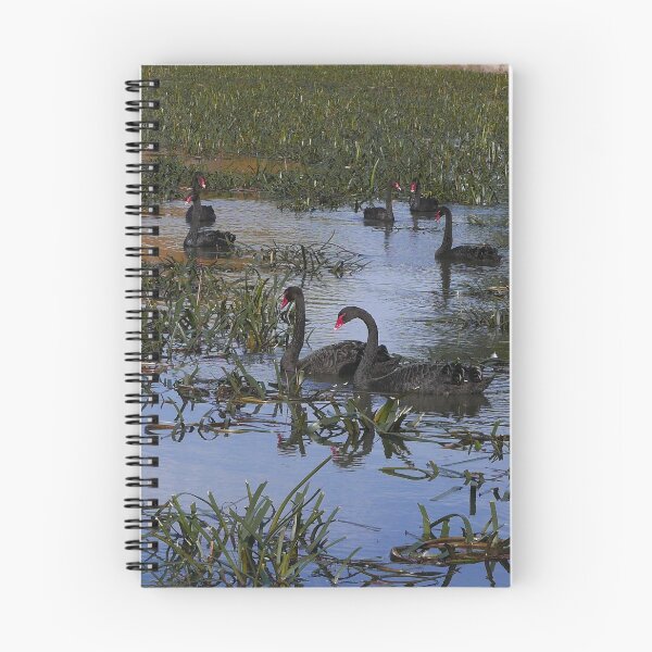 Item preview, Black Swans, Lake Dulverton designed and sold by pierredubrelle.