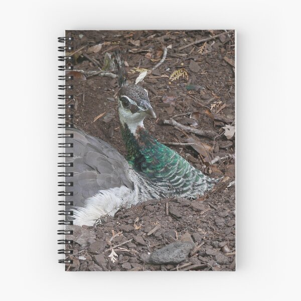 Item preview, Pea Hen, Cataract Gorge designed and sold by pierredubrelle.