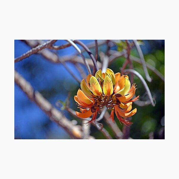 Item preview, Coral Tree Flowers designed and sold by Cloudlingpics.