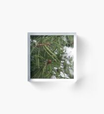 shrub Acrylic Block