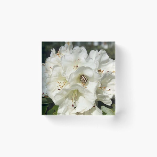 Item preview, Tasty Flower  designed and sold by Alexandra Lavizzari.