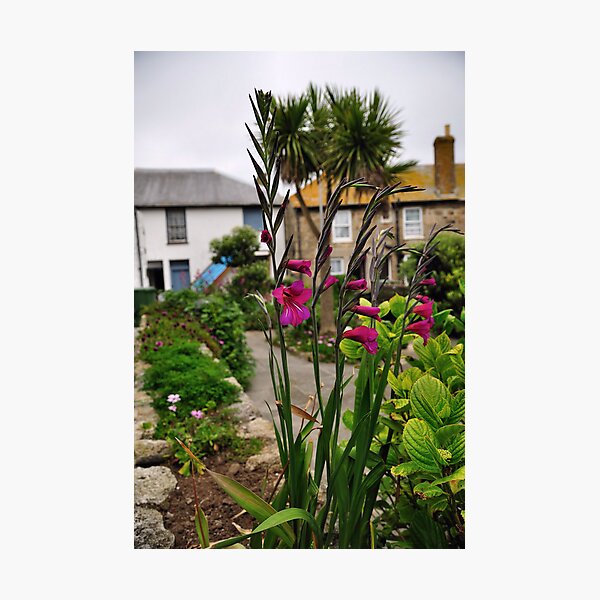 Flowers In a Border Photographic Print