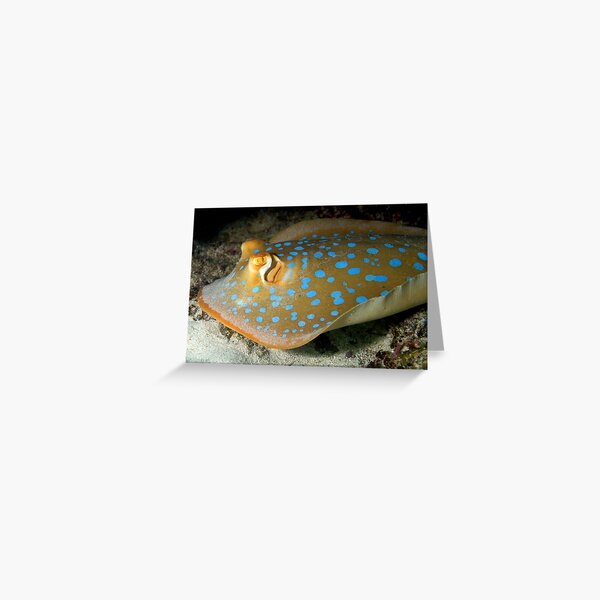 Blue Spotted Lagoon Ray Greeting Card