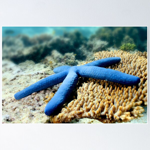 Blue Starfish Poster