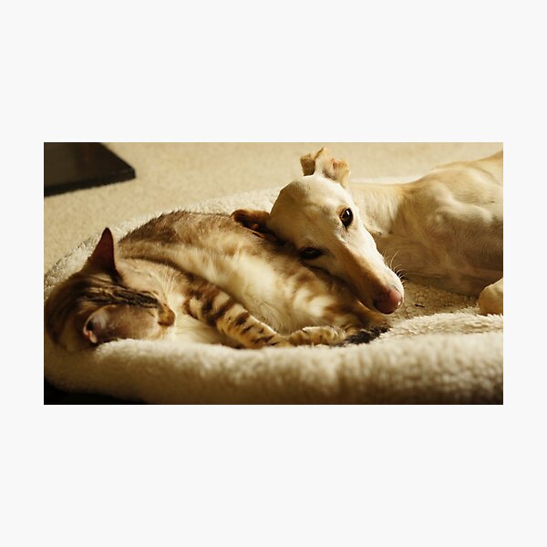 A Soft Cushion Photographic Print