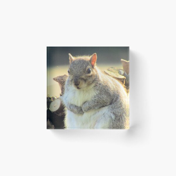 Item preview, Fat squirrel on a log designed and sold by SmUX.