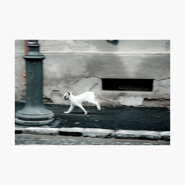 OnePhotoPerDay Series: 177 by C. Photographic Print