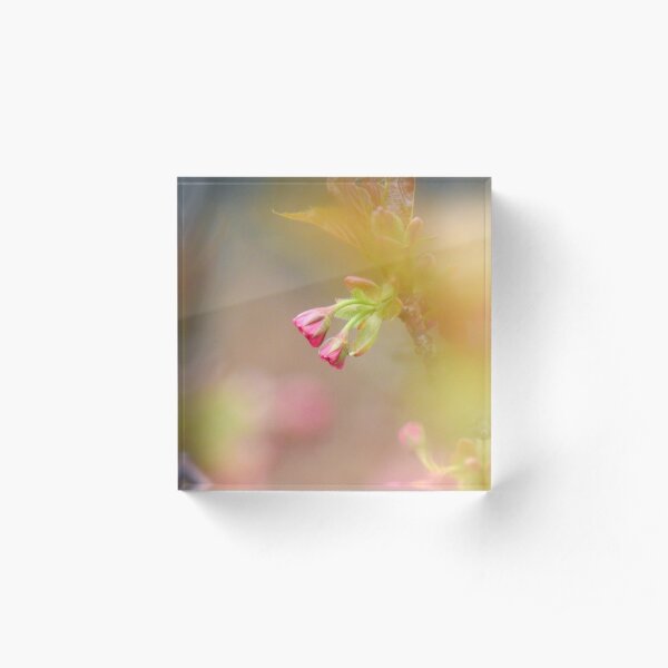 Pink Petals in Spring Acrylic Block