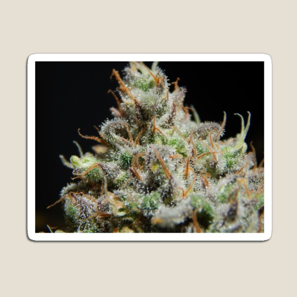 Item preview, Cannabis Trichomes designed and sold by CannaPrints.