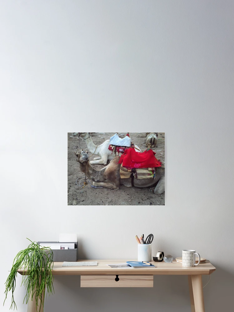 Thumbnail 2 of 3, Poster, Camel Ride designed and sold by Katie Urban.
