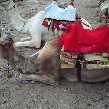 Artwork thumbnail, Camel Ride by Katie Urban