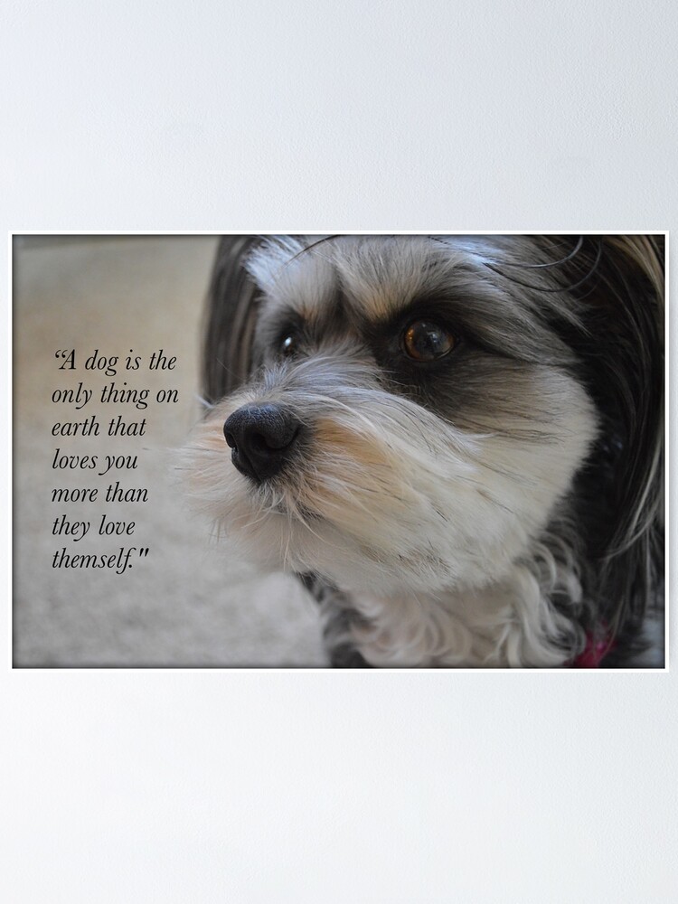 dogs love is unconditional