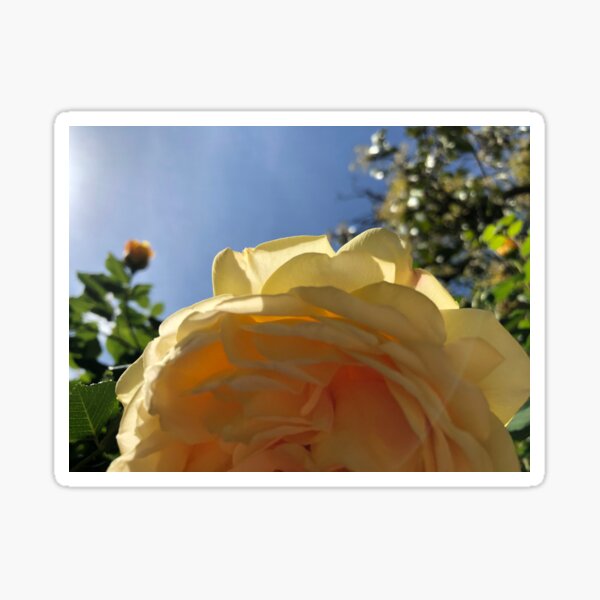 Artikel-Vorschau von sonnige Rose, designt und verkauft von MariannaPhotos.