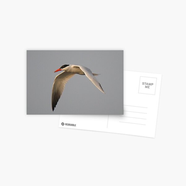 Item preview, Caspian Tern in Flight designed and sold by Paulette1021.