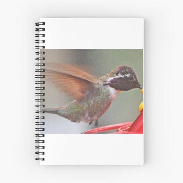 Item preview, ADOLESCENT WHITE EARED HUMMINGBIRD ON FEEDER PERCH designed and sold by JAYMILO.