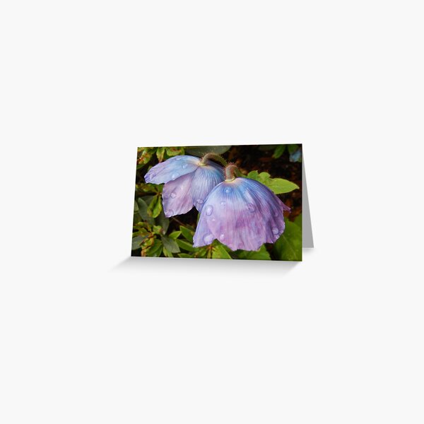 Blue Poppy Pair - Meconopsis Greeting Card