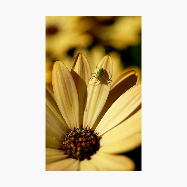 Item preview, Spring designed and sold by Julie Masters.