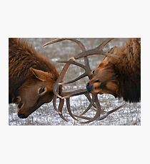 Bull Elk In The Rut Photographic Print