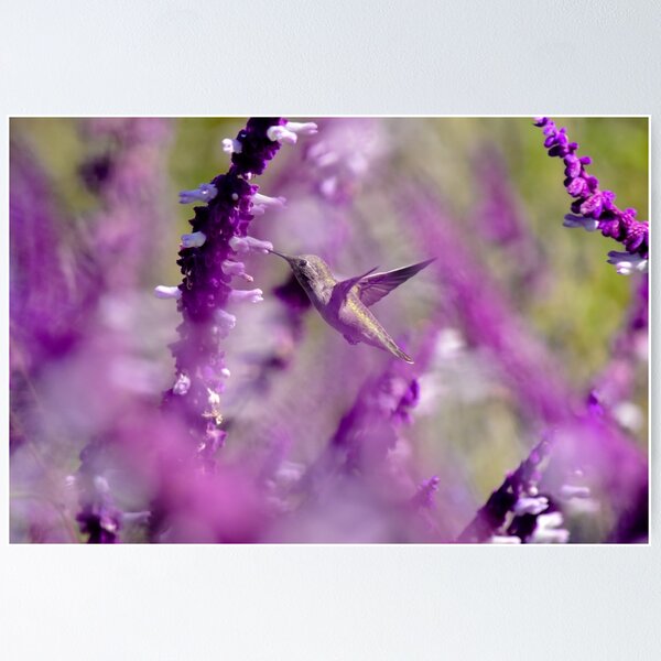 Item preview, Feeding in the Midst of Purple I designed and sold by 1Lbrody1.