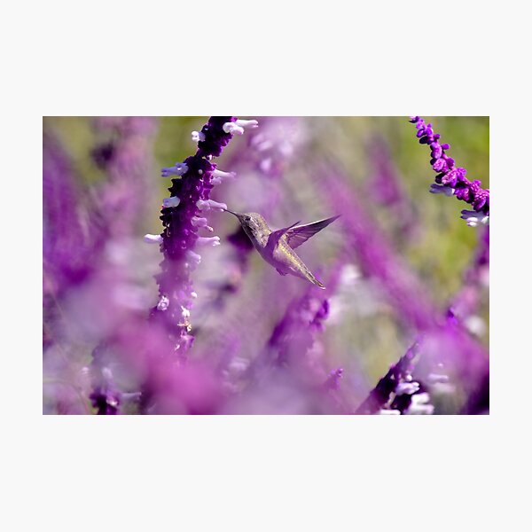 Item preview, Feeding in the Midst of Purple I designed and sold by 1Lbrody1.