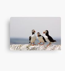 A Puffin Meeting Canvas Print