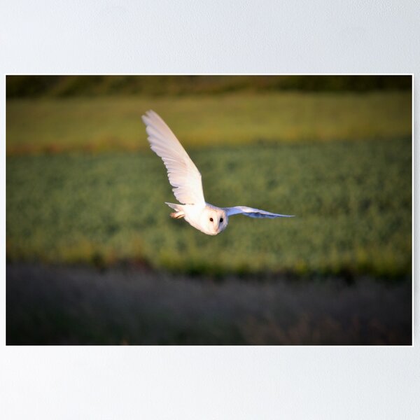 Item preview, Barn owl over thornwick pools designed and sold by paulie157.