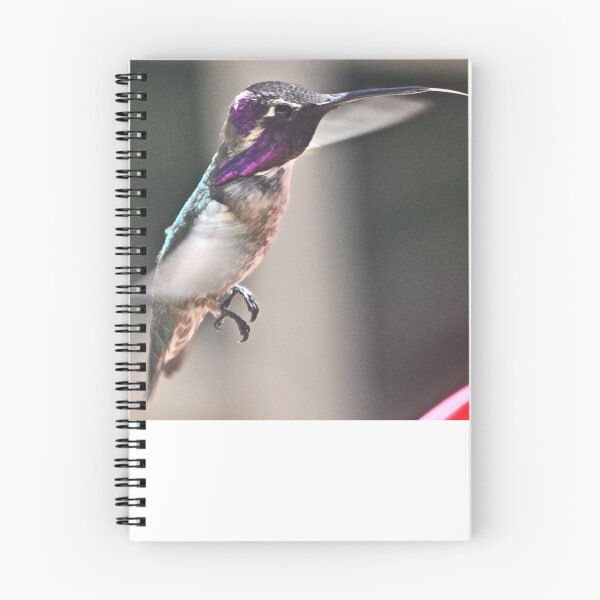 Item preview, MALE WHITE-EARED HUMMINGBIRD GETTING NOURISHMENT FROM FEEDER designed and sold by JAYMILO.