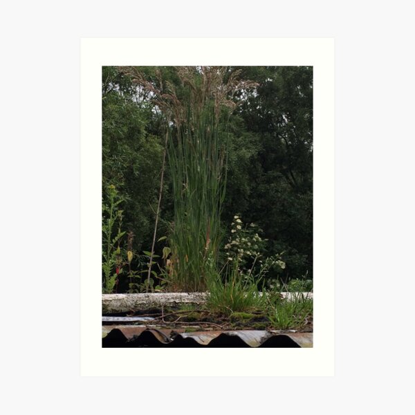 grass on roof Art Print