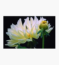 Freshness Photographic Print