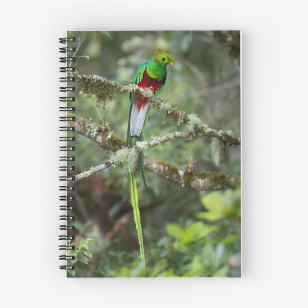 Item preview, Resplendent Quetzal designed and sold by Rob Lavoie.