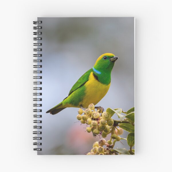 Item preview, Golden-browed Chlorophonia designed and sold by Rob Lavoie.