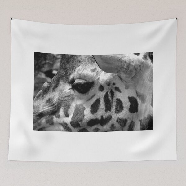 Item preview, African Giraffe Amelopardalis Giraffa designed and sold by AndyEvansPhotos.