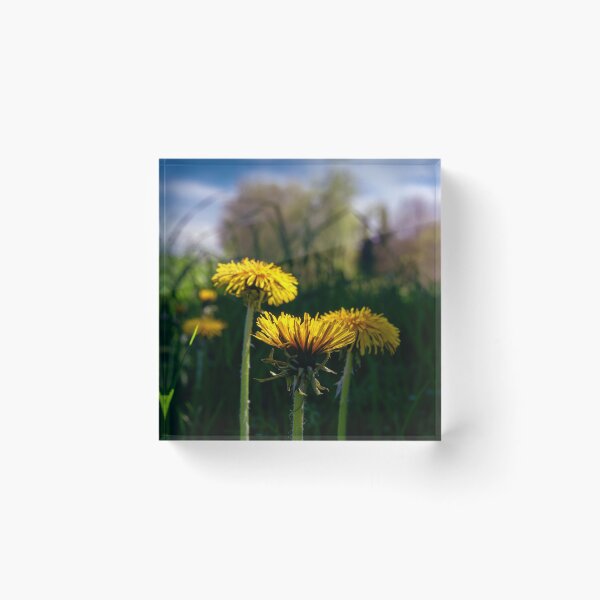 Item preview, Concept flora . Dandelions in a field designed and sold by creefot.