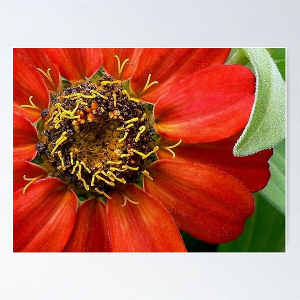 Item preview, Zinnias Aren't Perfect! designed and sold by paintingsheep.