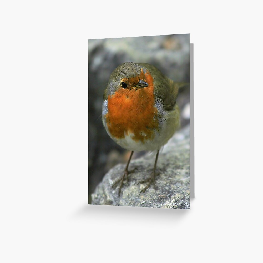 Christmas Robin 1 Greeting Card