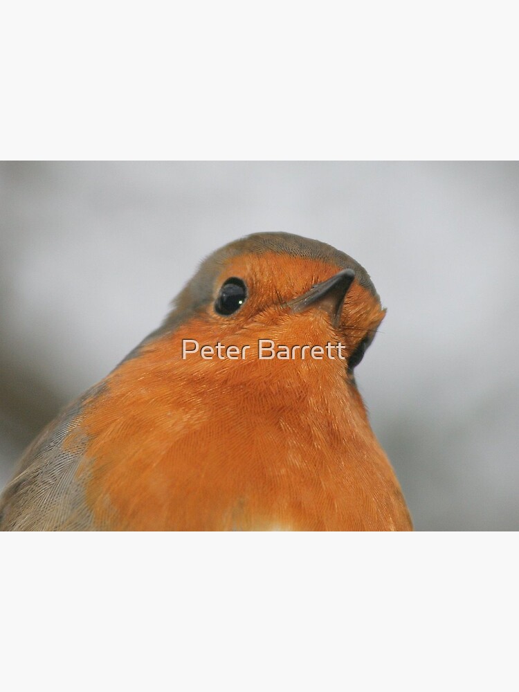Thumbnail 2 of 2, Greeting Card, Christmas Robin 2 designed and sold by Peter Barrett.