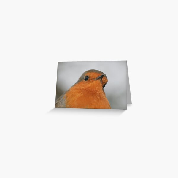 Christmas Robin 2 Greeting Card