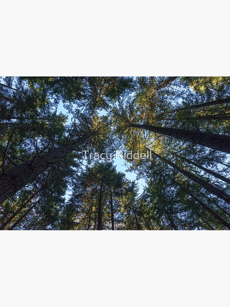 Life is Looking up! by taos