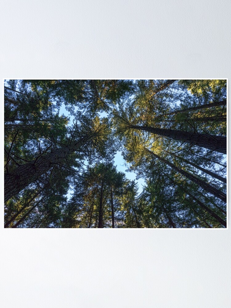 Alternate view of Life is Looking up! Poster