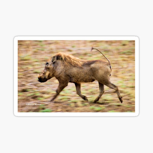 THE WARTHOG, Phacochoerus aethiopicus - The signal catcher ! Sticker