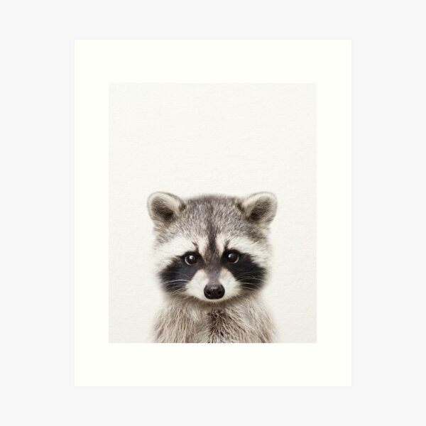 Baby Raccoon, Baby Animals Art Print by Synplus Art Print