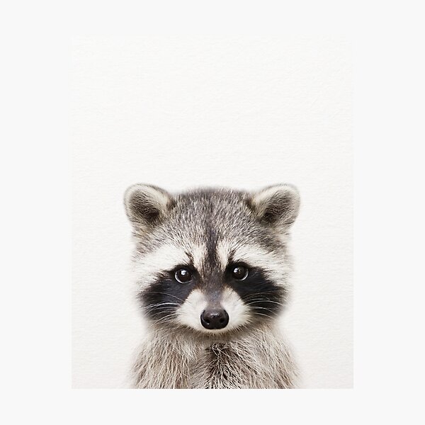 Baby Raccoon, Baby Animals Art Print by Synplus Photographic Print