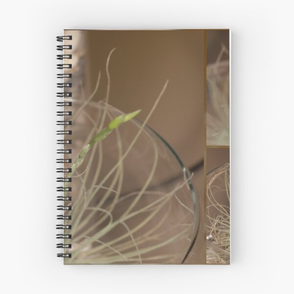 Item preview, Living Airplant comming to flower designed and sold by Tom McDonnell.