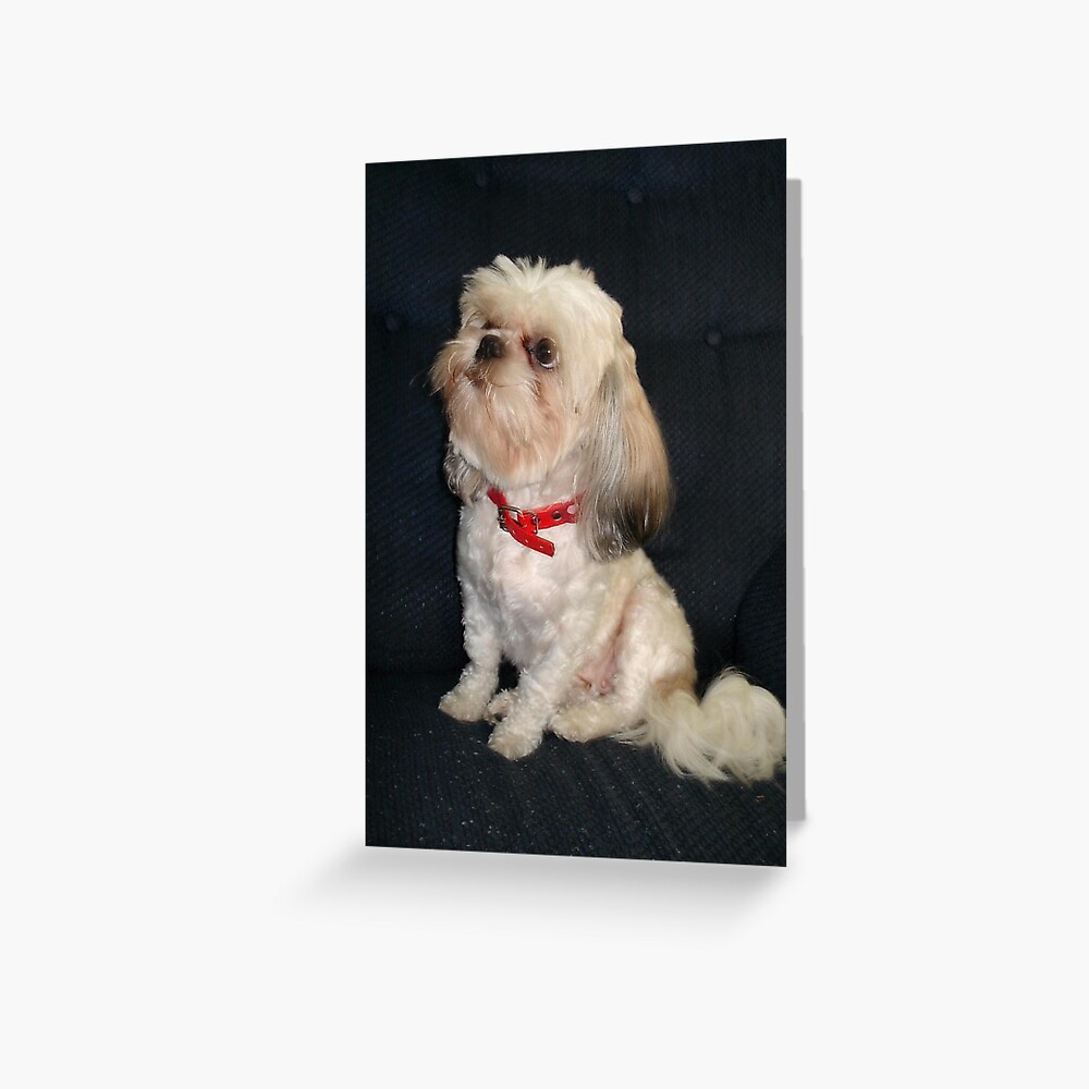 The Red Collar Greeting Card