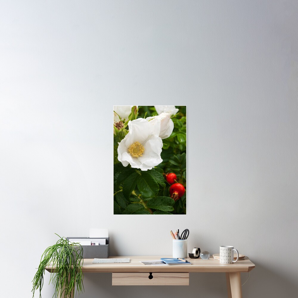 White Dune Rose - after the rain Poster