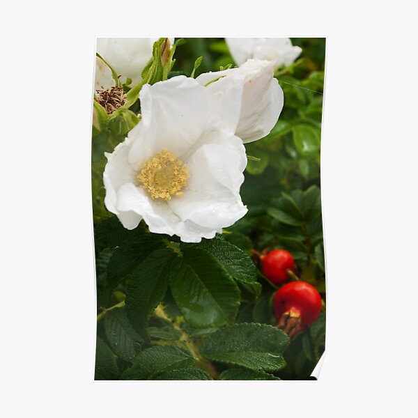 White Dune Rose - after the rain Poster