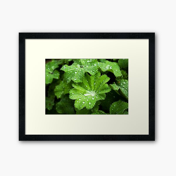 Lady's Mantle - bejeweled Framed Art Print