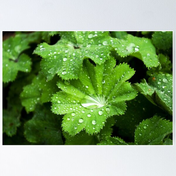 Lady's Mantle - bejeweled Poster