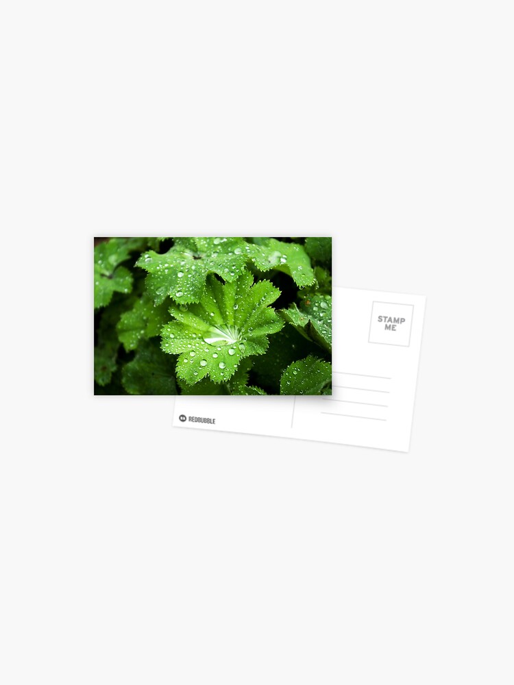 Thumbnail 1 of 2, Postcard, Lady's Mantle - bejeweled designed and sold by steppeland.